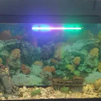 آکواریوم|ماهی|میاندوآب, |دیوار