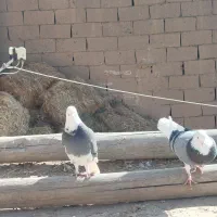 توربند میخام کسی داشت زنگ‌بزنه