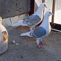 نرماده کویتی