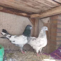 کفتر کله دم سبز و صابونی(الماسی) پرشی|پرنده|فولادشهر, A4|دیوار