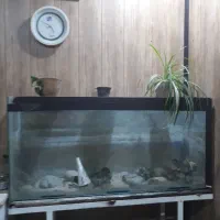 اکواریوم شیشه سکوریت چسب خارجی ۷۰ سانت در ۱۵۰|لوازم جانبی حیوانات|بجنورد, |دیوار