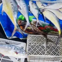 ماهی دریای تازه تازه