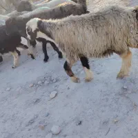 میش آبستن داشتی|حیوانات مزرعه|جره و بالاده, |دیوار