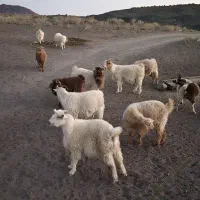 فروش بز محلی|حیوانات مزرعه|بافت, |دیوار