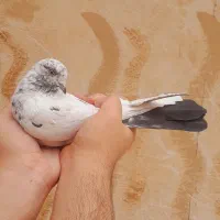 کله ای دمسیاه پرشی|پرنده|فلاورجان, |دیوار