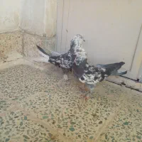 کبوتر پر