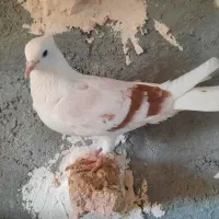 کله ای برگرده ای