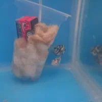 آکواریوم با چند عدد ماهی