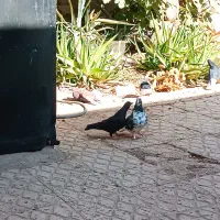 کبوتر پرشی و تزئینی|پرنده|گرمسار, |دیوار