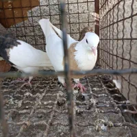 طوقی|پرنده|آبیک, |دیوار
