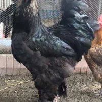 مرغ و خروس برهما بلک