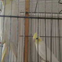 دو جفت عروس هلندی|پرنده|قم, شهرک مهدیه (مدرس)|دیوار