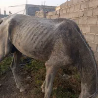 اسب|اسب و تجهیزات اسبسواری|میناب, |دیوار