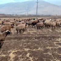 میش وبره|حیوانات مزرعه|دینور, |دیوار