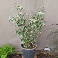 گل بنجامین ابلق و بلک در انواع سایز و آمستل|گل و گیاه طبیعی|مرودشت, استادیوم‎|دیوار