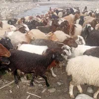 گوسفند های جنگل ی مشتری واقعی فقط تماس بگیرید|حیوانات مزرعه|رامیان, |دیوار