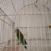 طوطی برزیلی|پرنده|ایلام, |دیوار