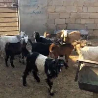 کهره سبک|حیوانات مزرعه|شیراز, کوشک بیدک|دیوار