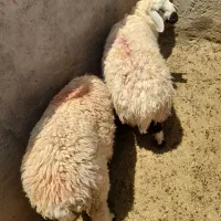 بره نره بزرگ