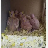 جوجه عروس هلندی سرلاکی|پرنده|ارومیه, |دیوار