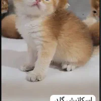 گربه بریتیش واسکاتیش اصیل هم نر هم ماده|گربه|تهران, شهرک ولیعصر شمالی|دیوار