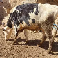 گاو و گوساله