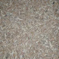 علف بذری جوقاطی وگندم