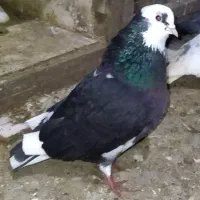 کبوتر پرشی و جفتگاهی