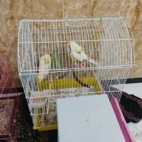 عروس هلندی و فنج هر دو جفت4میلیون