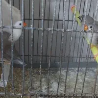 فنچ مولد همراه جوجه