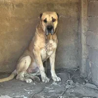 سگ سرابی|سگ|فاضل آباد, |دیوار
