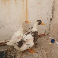 اردک خشگل