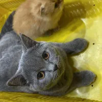 گربه اسکاتیش بلو نر