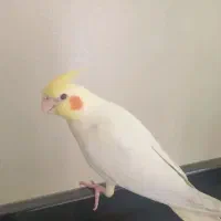 عروس هلندی|پرنده|بروجن, |دیوار