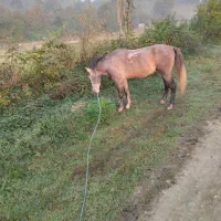 اسب|اسب و تجهیزات اسب‌سواری|فومن, |دیوار