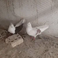 دوکت هفت رنگ .طوقی.دورگ|پرنده|فولادشهر, C3|دیوار