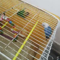 کوتوله بریزیلی