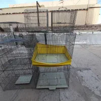 قناری نرقفس