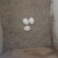 عروس|پرنده|اهر, |دیوار