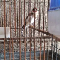 فروش سره نر وماده