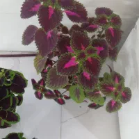 گل زیبا|گل و گیاه طبیعی|بروجرد, |دیوار