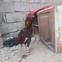 جوجه خروس|حیوانات مزرعه|ایرانشهر, |دیوار