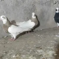 کبوتر طوقی|پرنده|اسفرورین, |دیوار