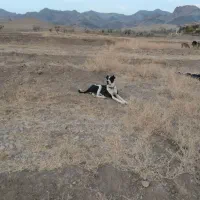 دله یک سال|سگ|تربتحیدریه, بالا ولایت|دیوار