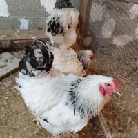 دوتا مرغ ویک خروس برهما