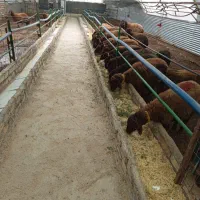 میش هترو جوان به همراه بره