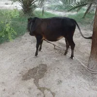 گاو نر