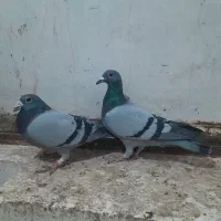 7 کفتر/کبوتر|پرنده|تربت جام, خیرآباد|دیوار