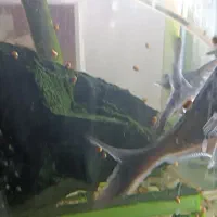 ماهی پنگوس|ماهی|مشهد, کارگران|دیوار