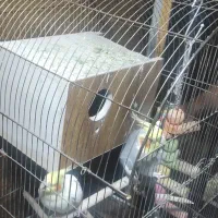 عروس هلندی رو تخم